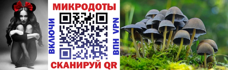 Псилоцибиновые грибы Psilocybe  Купить  Онега 